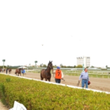 Grooms lead their tired, sweaty horses off the track after the race. Feb. 2015, Gulfstream Racetrack. Photo by: Laura O'Callaghan