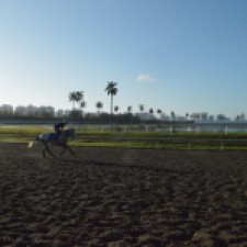 A horse gallops by on his early morning workout. Feb. 2015, Gulfstream Racetrack. Photo by: Laura O'Callaghan