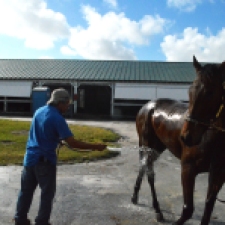 Pepe cools off a horse after training in the hot sun. Feb. 2015, Gulfstream Racetrack. Photo by: Laura O'Callaghan
