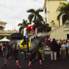 A jockey prepares his horse for the race in the paddock. Feb. 2015, Gulfstream Racetrack. Photo by: Laura O'Callaghan